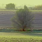 La nebbiolina del mattino