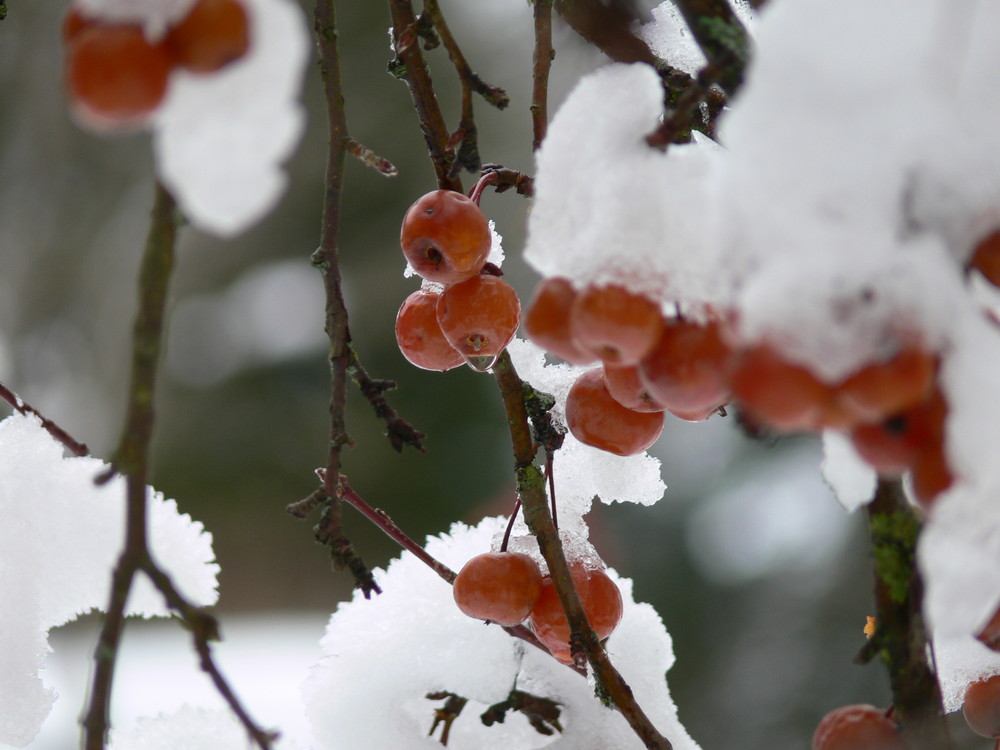 La neige