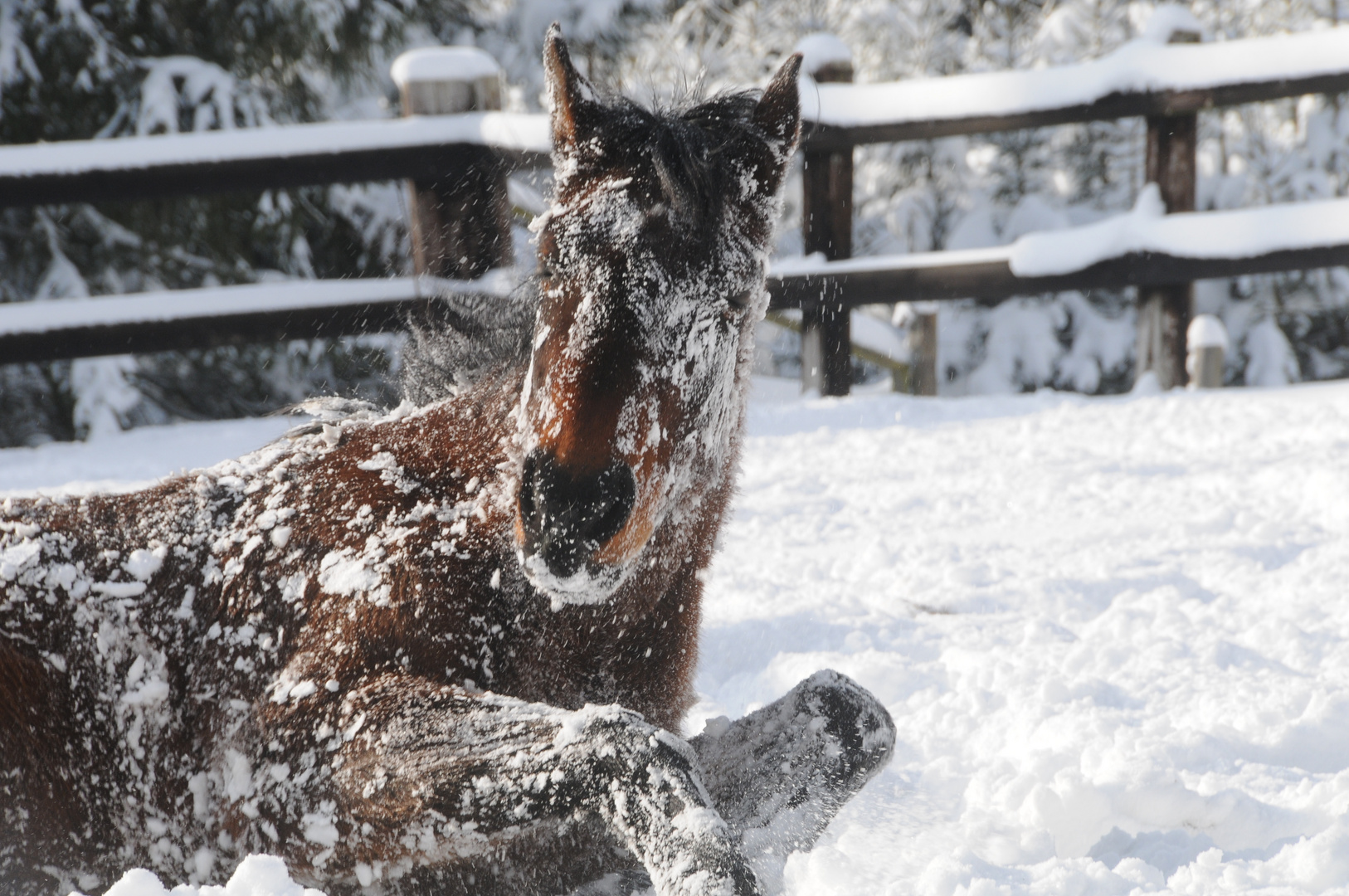 la neige