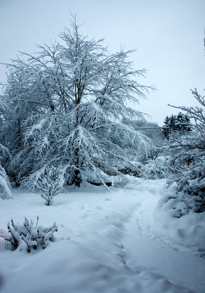 La neige au jardin.