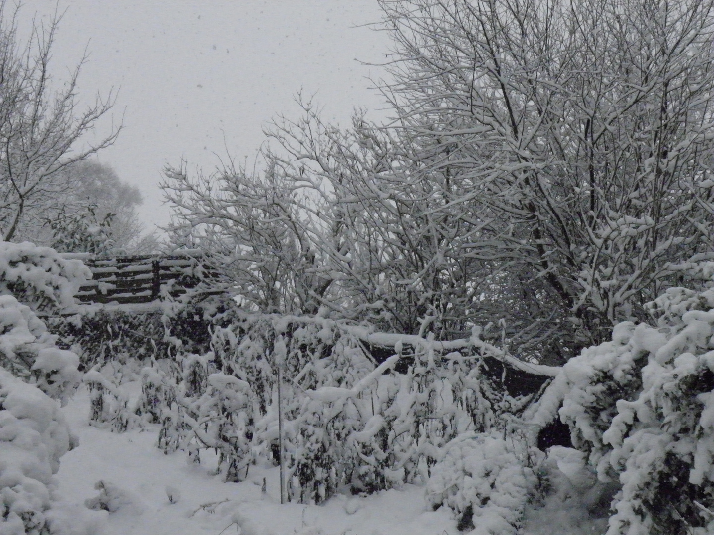 La Neige dans le jardin,Cabourg Décembre 2010