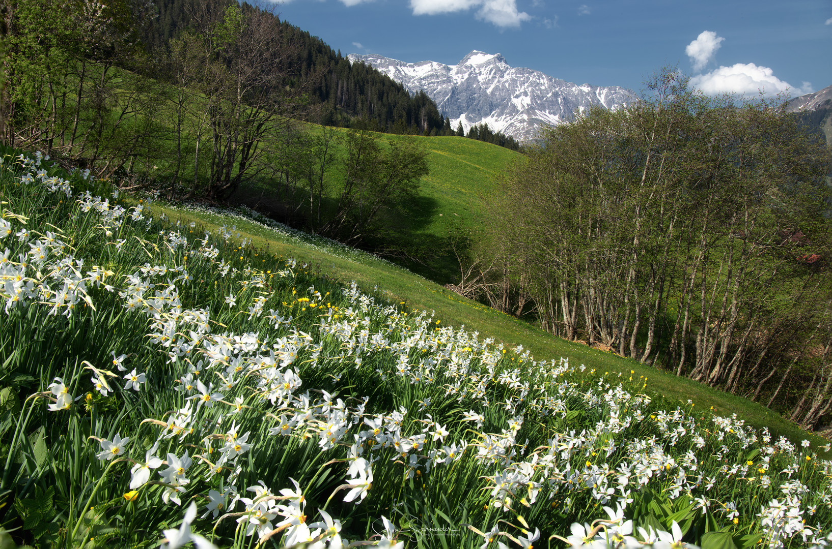 La neige de mai