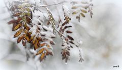 La neige ... déjà ...