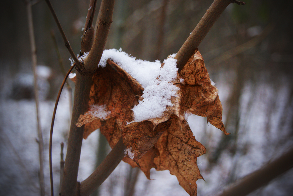 La neige et arriver