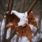 La neige et arriver