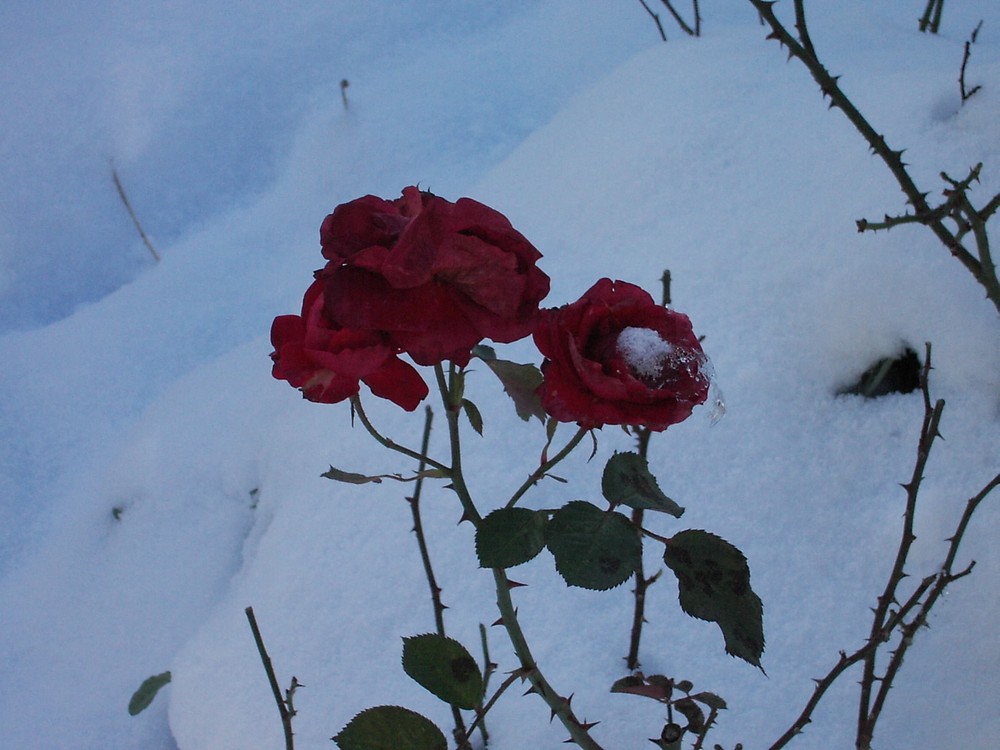 la neige et la rose