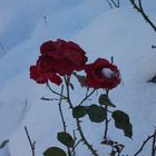 la neige et la rose