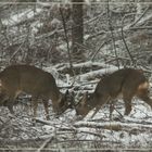 la neige n'adoucit pas les moeurs