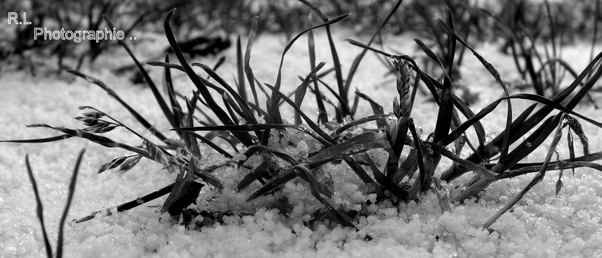 la neige recouvre la surface, dont les plantes ...