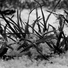 la neige recouvre la surface, dont les plantes ...