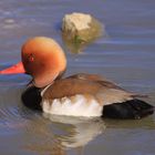 la nette rousse