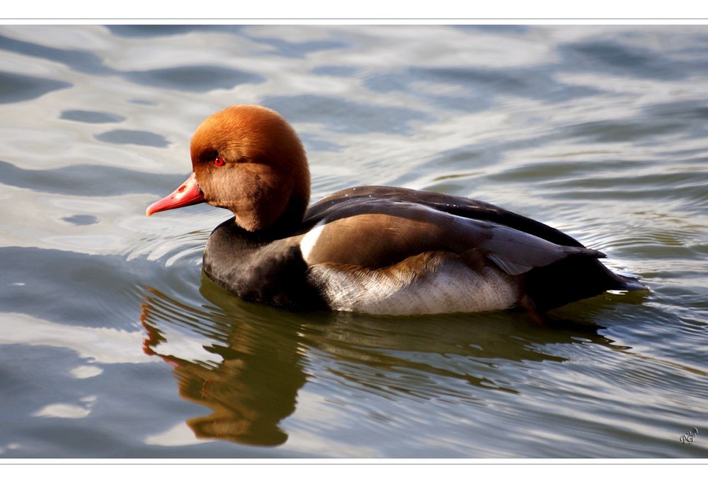 la nette rousse