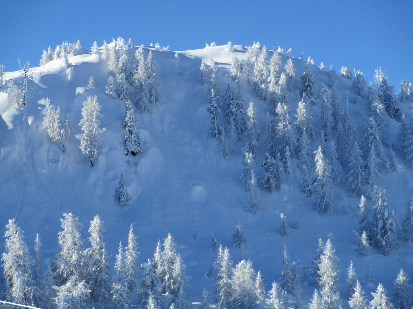 La neve bianca che copre gli alberi