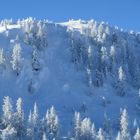 La neve bianca che copre gli alberi