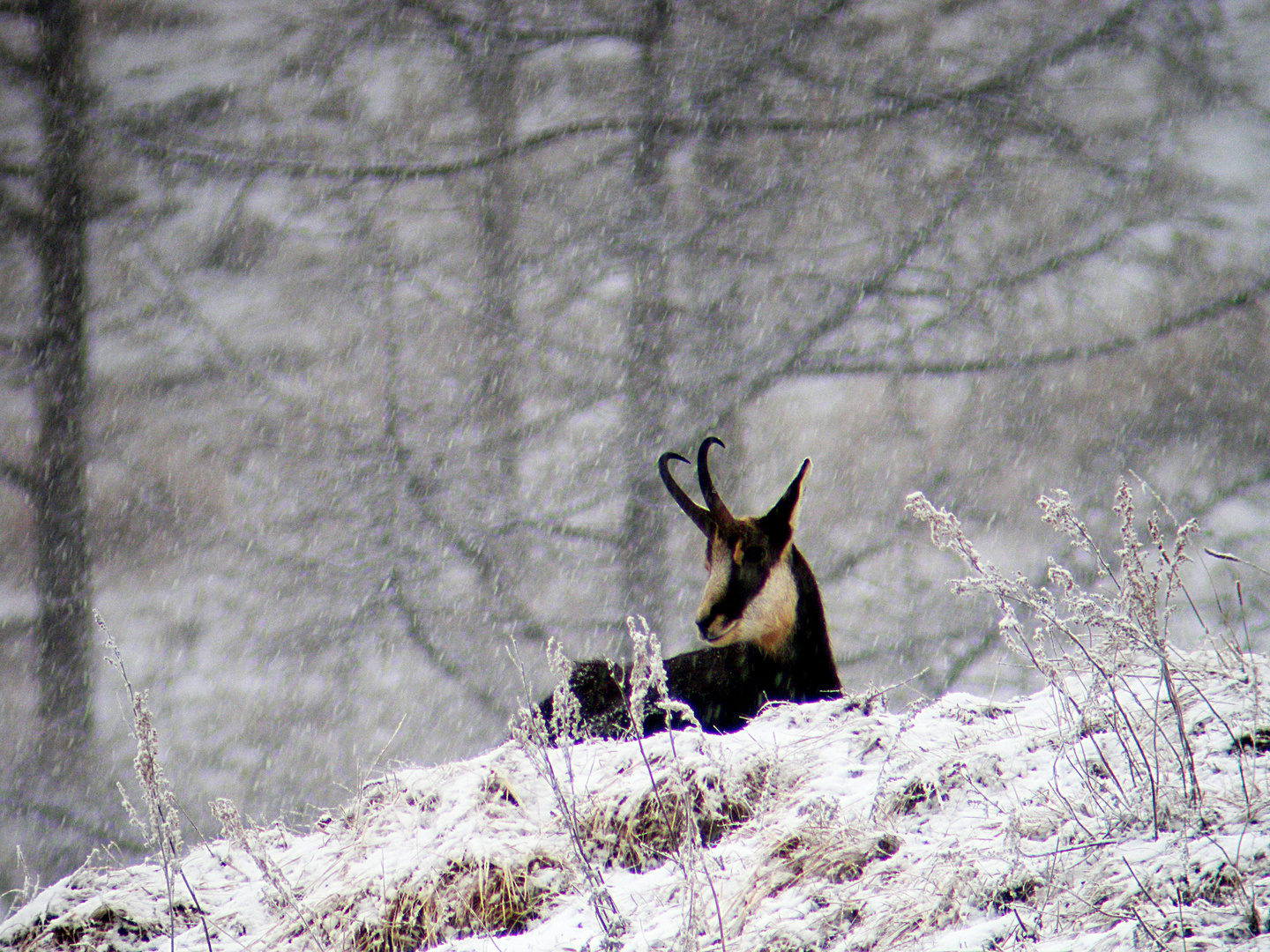 la neve cade e lui.....riposa