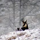 la neve cade e lui.....riposa