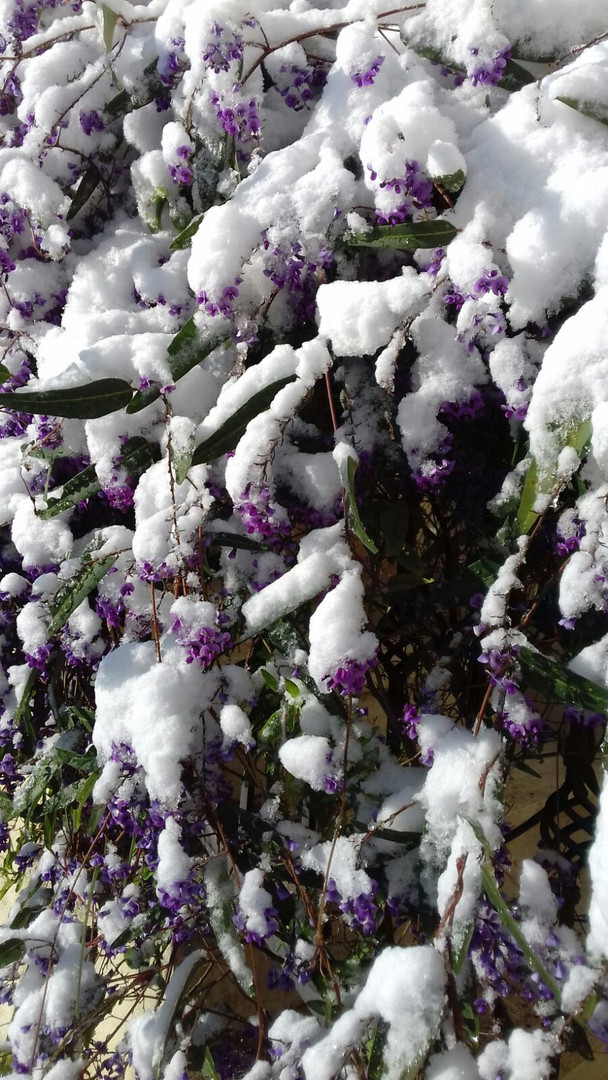 La neve e i suoi colori