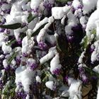 La neve e i suoi colori