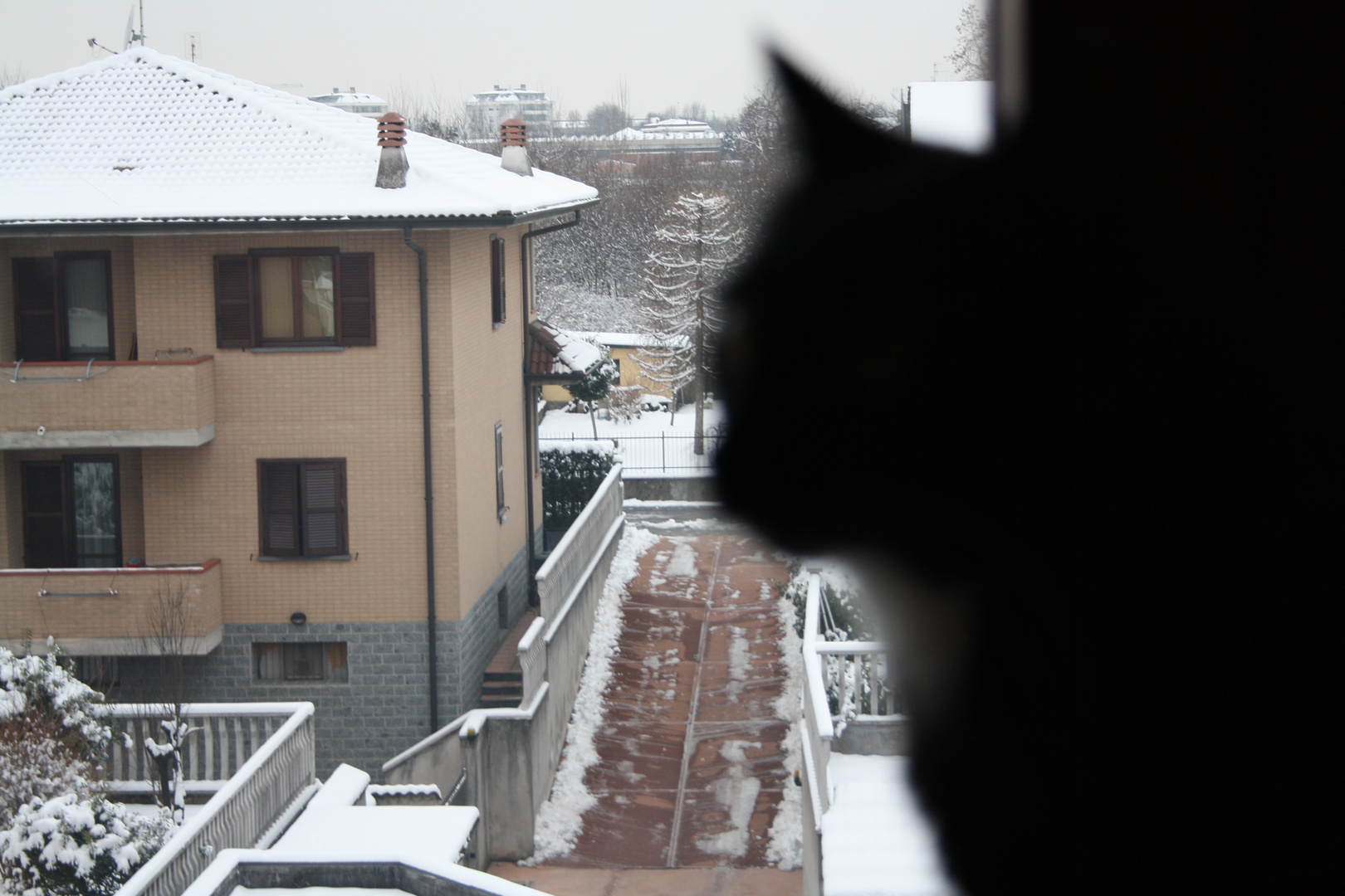 La neve e il gatto