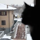 La neve e il gatto