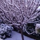 La neve e la sua bellezza