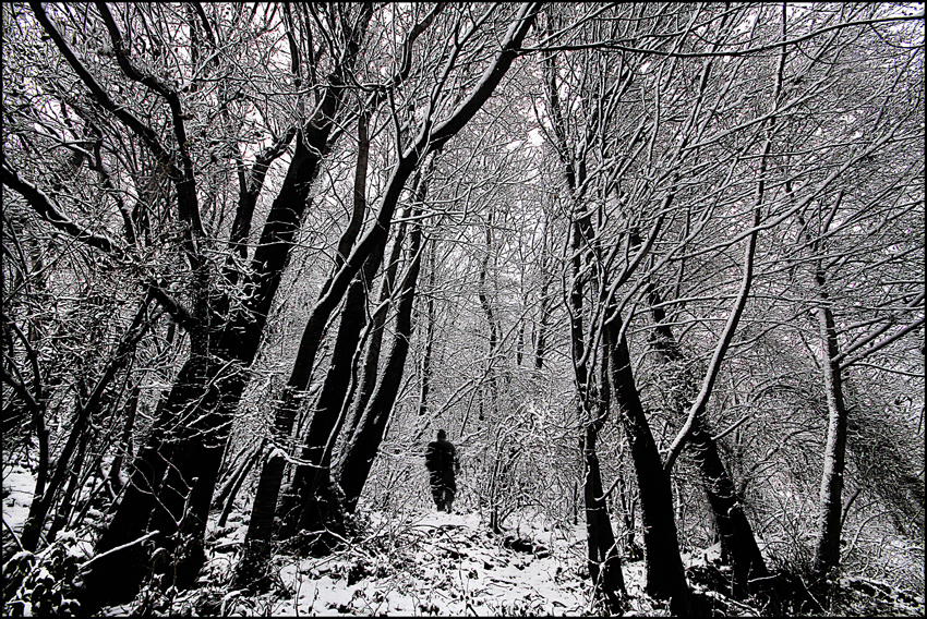 ... LA NEVE NEL BOSCO...