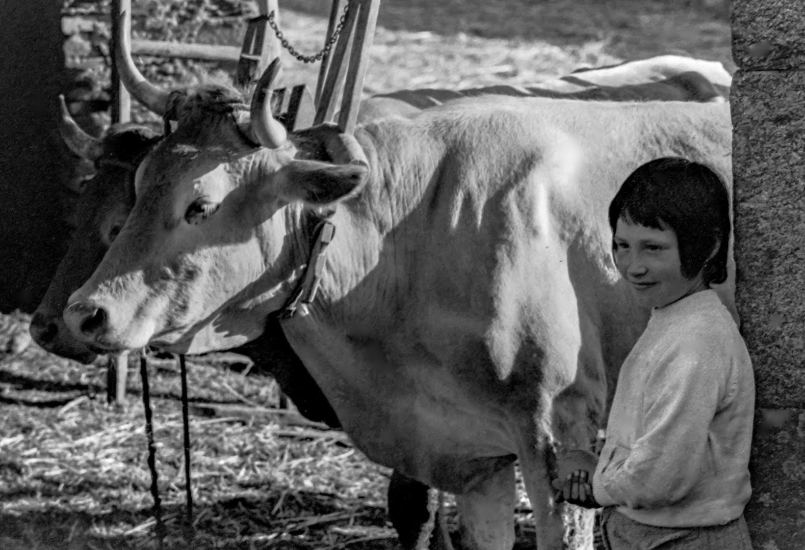 LA NIÑA Y LAS VACAS