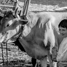 LA NIÑA Y LAS VACAS