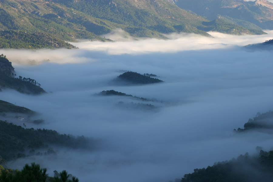 LA NIEBLA