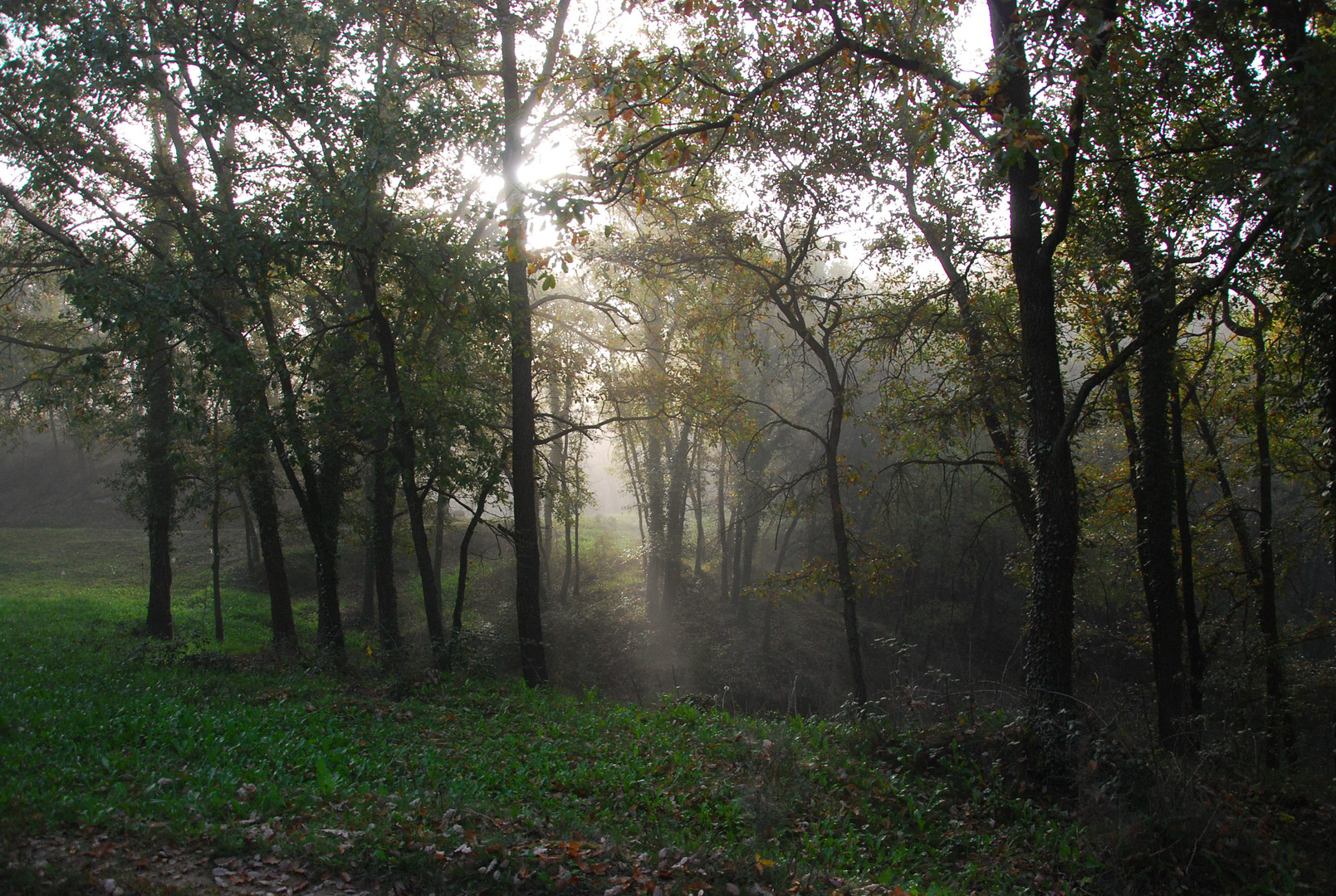 LA NIEBLA ACECHA