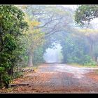 La niebla del camino