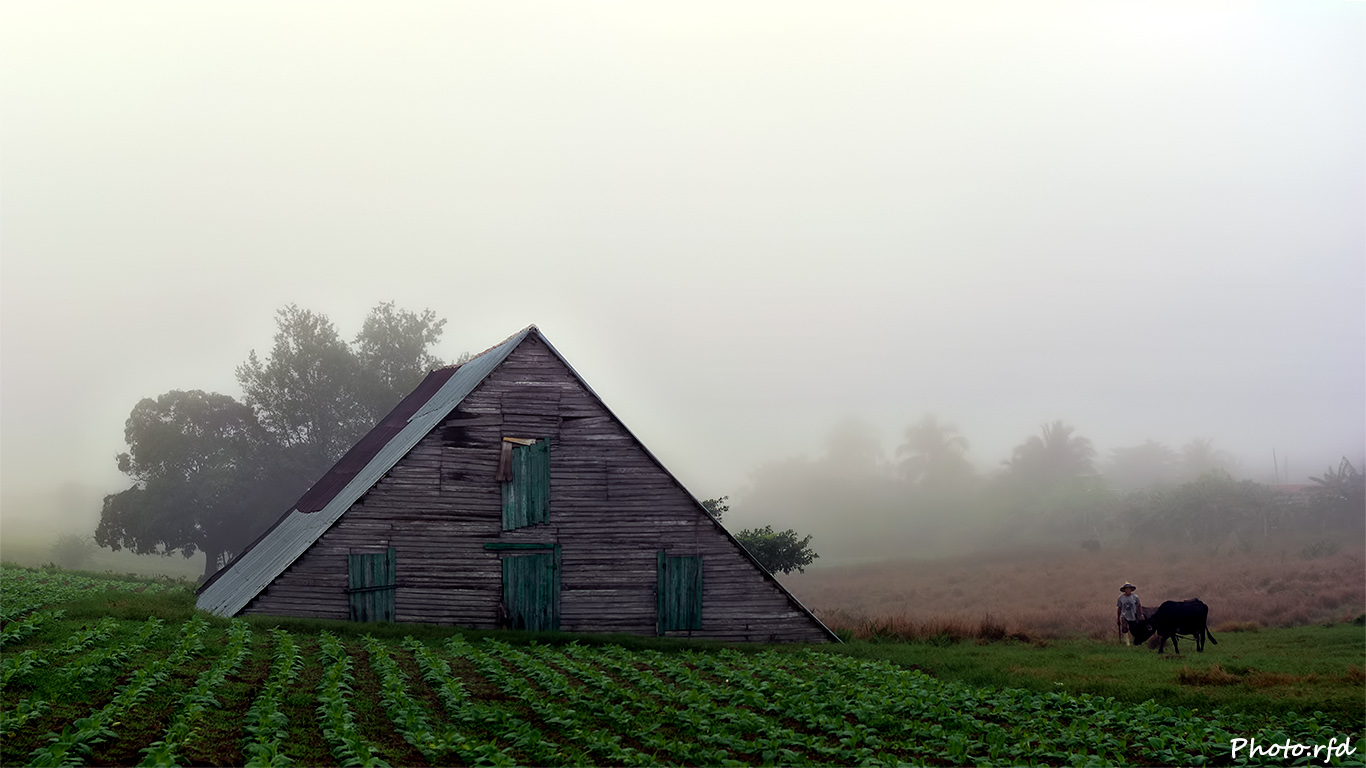 La niebla y el labrador