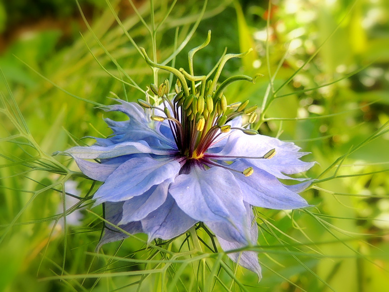 La nigelle de Damas.