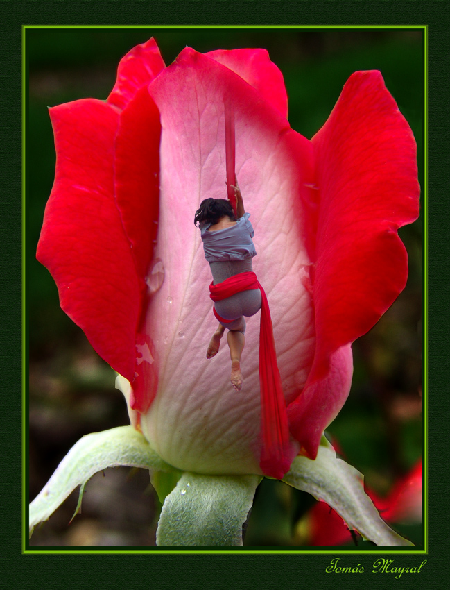 La Ninfa de la Rosa