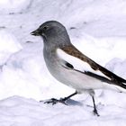 La niverolle marchant d'un pas décidé!