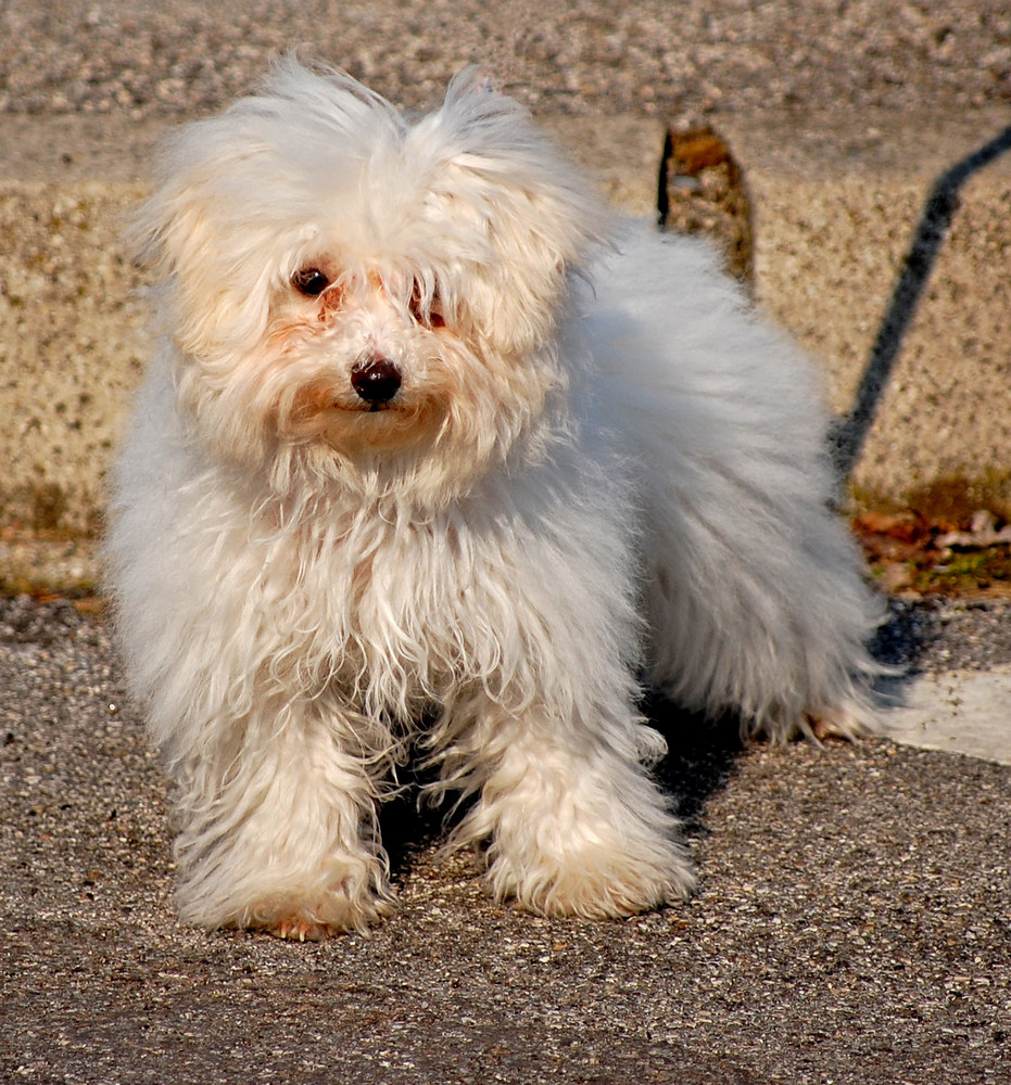 LA NOSTRA CAGNOLINA