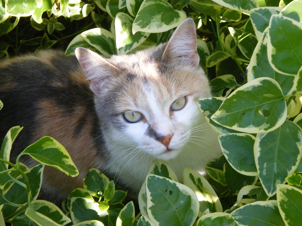 La nostra Phoebe  scoperta in ... flagrante agguato!