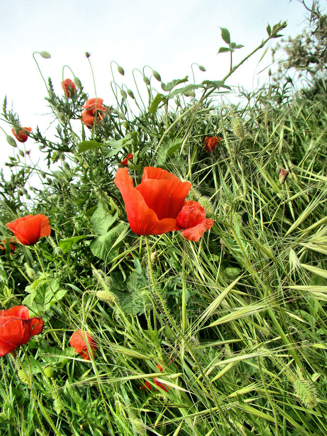 la nostra primavera di Ilaria Antoninetti 