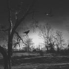 La notte dei corvi