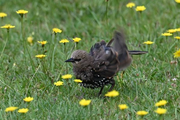 La nouvelle danse de l'été