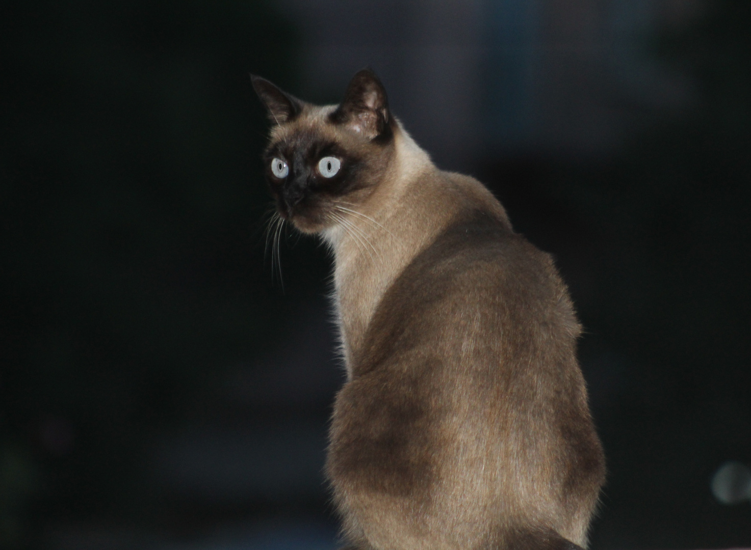 La nuit c'est pas tout gris !