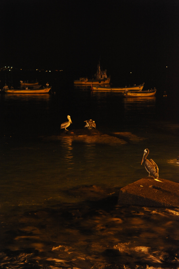 la nuit des pelicans au chili