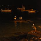 la nuit des pelicans au chili