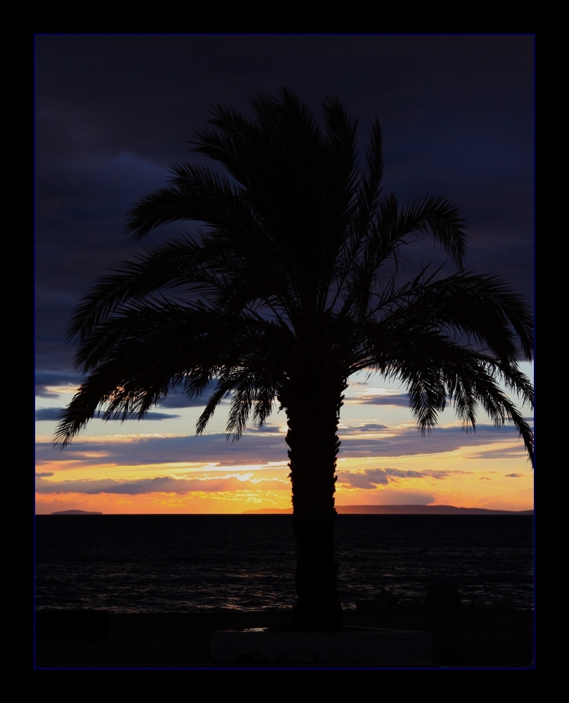 ... la nuit du palmier ... / ... Palmen-Nacht ...