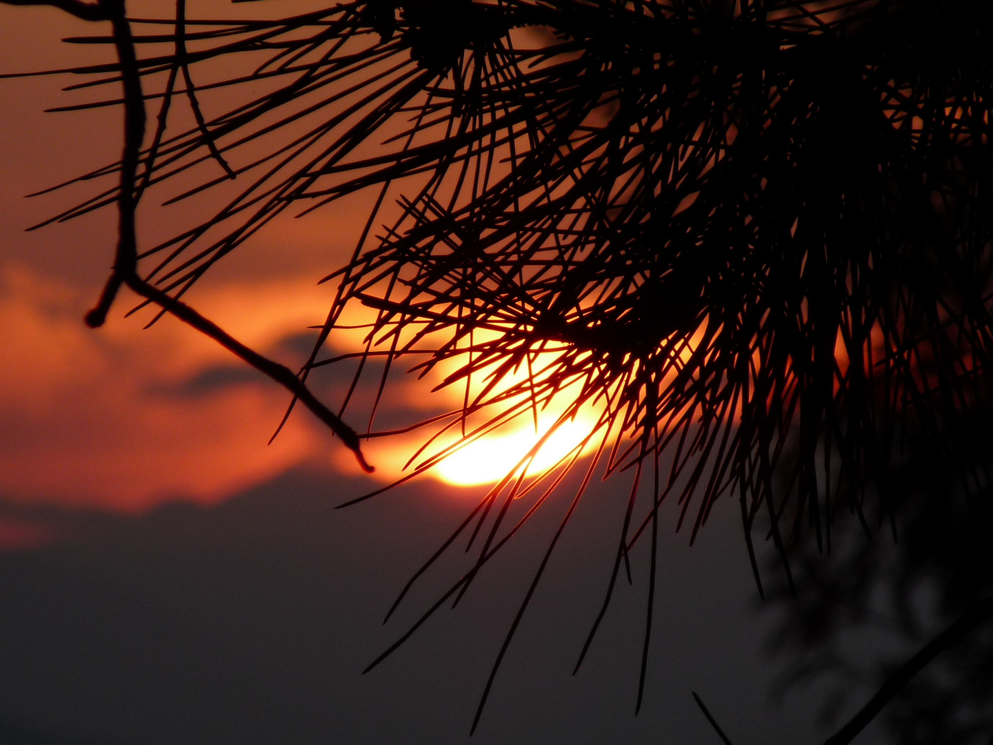 La nuit nous pique le soleil ....