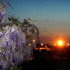 La nuit tombe sur la glycine