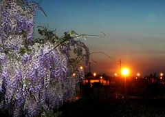 La nuit tombe sur la glycine