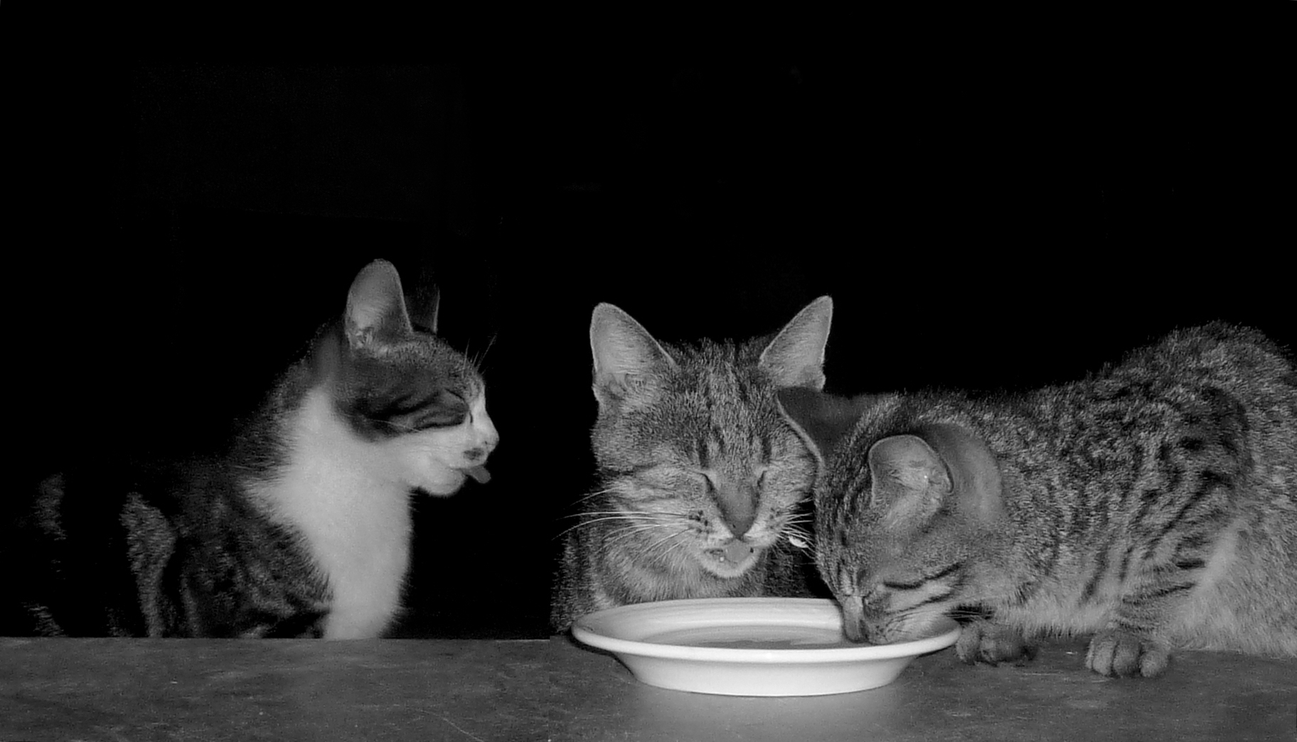 Pourquoi La Nuit Tous Les Chats Sont Gris La nuit, tous les chats sont gris... photo et image | animaux, animaux