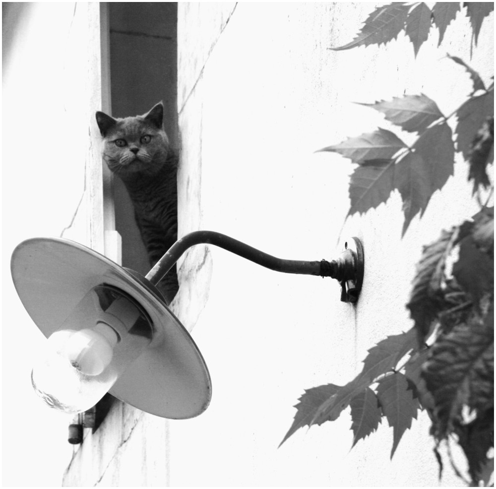 " la nuit tout les chats sont gris, mais certains... aussi le jour"