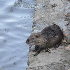 La Nutria